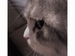 -猫腻·猫咖·撸猫馆(星光大道店)