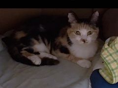 -伟伟宠物医院·CT影像中心·瑞派犬猫综合性门诊(汉口总院)