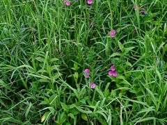 猪油包-翠华餐厅(湾仔店)