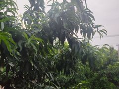 -老袁家蜜桃农场·阳山水蜜桃