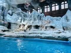 -帝企鹅自助餐厅•儿童岛•真企鹅(长隆企鹅酒店)