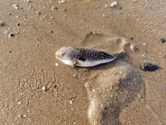 -东戴河风景区-止锚湾