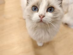 -有喵·猫咖·狗咖·30几只猫10只小狗(岗厦店)