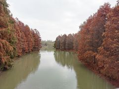 -上海海湾国家森林公园