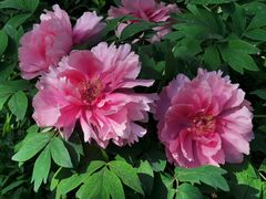 -国家植物园南园