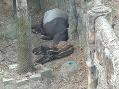 -清迈夜间动物园