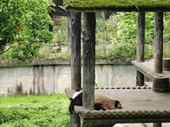-中国大熊猫保护研究中心雅安碧峰峡基地