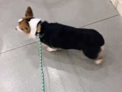 -宠颐生动物医院·猫科·心脏科(海口分院)