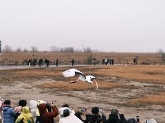 -盐城丹顶鹤湿地生态旅游区