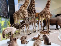 -陕西自然博物馆