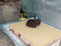 -FAELING PETS美天灵宠物(合生汇店)