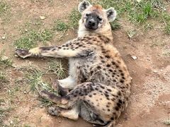 -西霞口神雕山野生动物世界