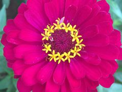花儿-美的鹭湖森林度假区