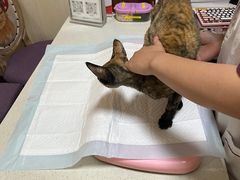 -宠爱国际动物医院· 猫科· 外科·中兽医(长白店)