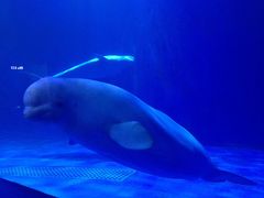 -多彩贵州城极地海洋世界