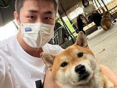 -柴犬高等学院·狗咖·柴犬售卖·宠物训练