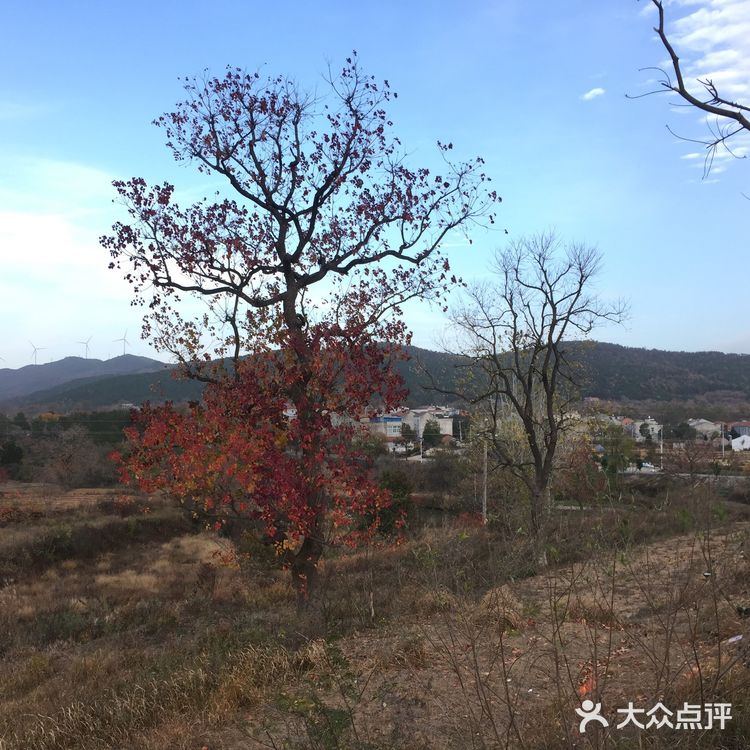大悟红叶早已向往，今天终于来到四姑镇红叶景区
