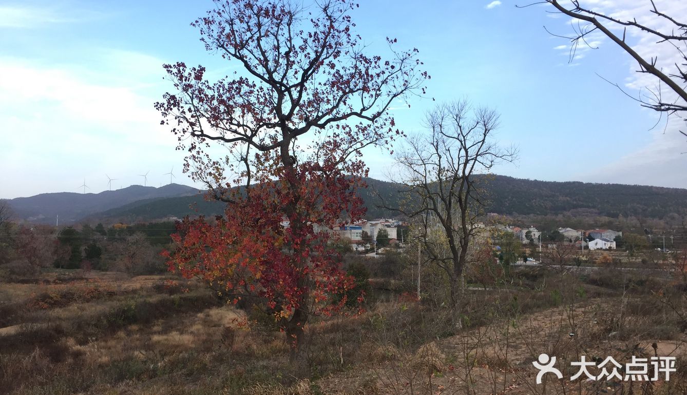 大悟红叶早已向往，今天终于来到四姑镇红叶景区