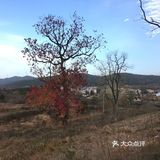 大悟红叶早已向往，今天终于来到四姑镇红叶景区
