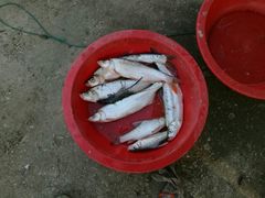 -宾湖农庄·农场特色(太湖龙之梦店)