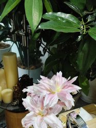 -薇薇安花系SPA