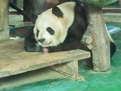 -成都动物园