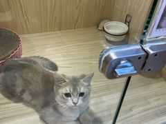 -屋虎猫馆(宝安大仟里店)