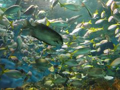 -上海海洋水族馆