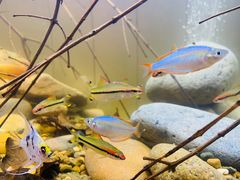 -Rabbit Cafe私房西餐甜点咖啡(栖霞路店)