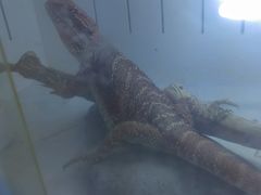 -吉丁鸟咖·异宠·寄养