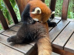 -普洱太阳河森林公园