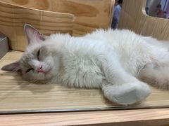 -屋虎猫馆(宝安大仟里店)