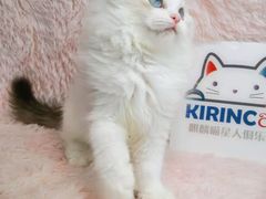 -十年猫舍·猫咪专门店(普陀店)