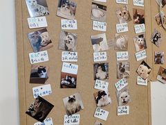 -楼上猫咖(罗湖店)