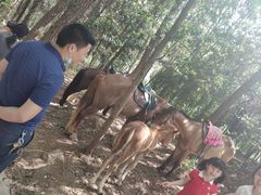 -铁山坪森林公园