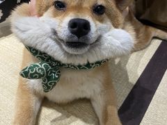 -逗柴咖啡屋·狗咖猫咖宠物桌游