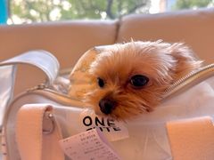 -瑞派申生动物医院·24H夜诊·国际动物医疗中心·骨外科(吴中路店)