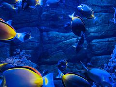 -成都浩海立方海洋公园