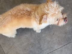 -宠颐生宠物医院·犬猫全科·皮肤科(商业街店)
