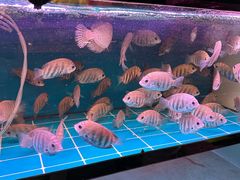 -中环花鸟鱼虫市场
