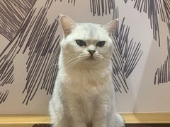 -滚猫咖啡·猫咖·猫友好撸猫(未来城店)