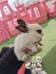 -萌宠亲子动物乐园(槐房万达店)