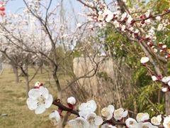 -咸阳湖景区-古渡公园