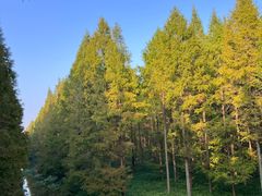 -黄海国家森林公园