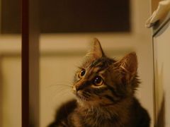 -纳吉亚猫专科动物诊疗中心(蒋宅口分院)