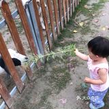 北京爱宠小镇也 太好玩了吧，好喜欢。