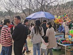 -香雪海