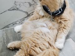 -楼上猫咖(罗湖店)