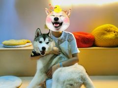 -Husky Go! 哈士奇体验馆·宠物咖啡厅狗咖