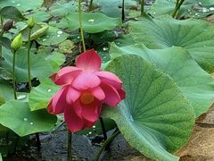 -昆明植物园